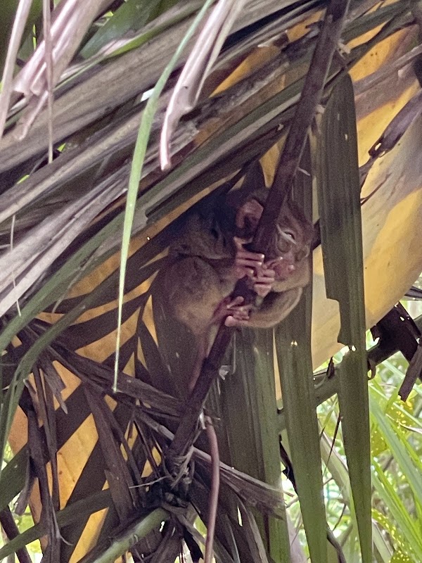 Philippine Tarsier Sanctuary 4