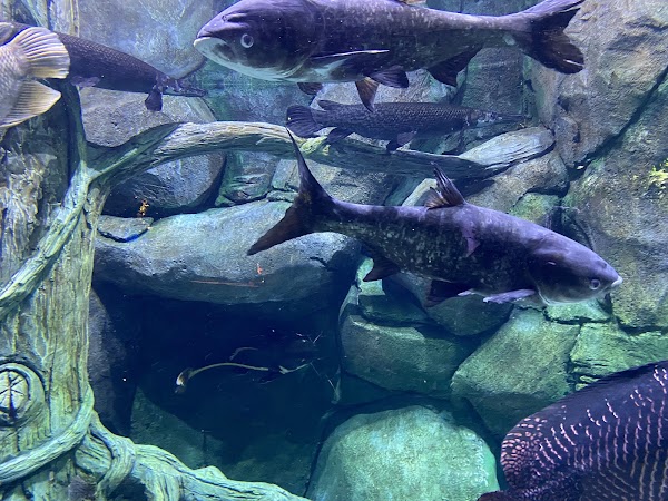 The National Aquarium Abu Dhabi 4