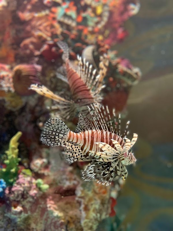 The National Aquarium Abu Dhabi 3