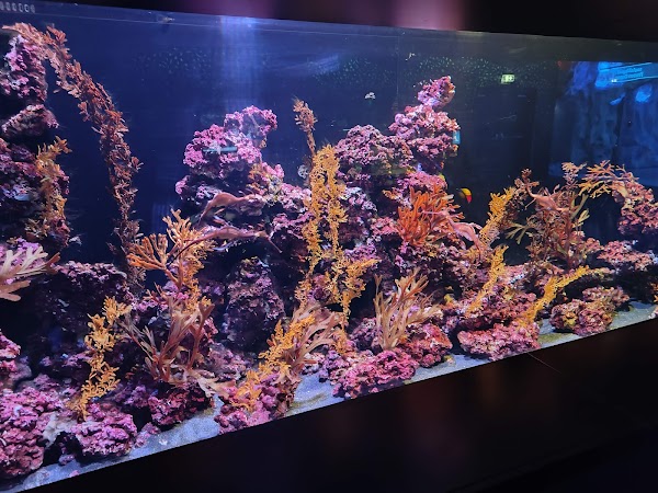 The National Aquarium Abu Dhabi 2