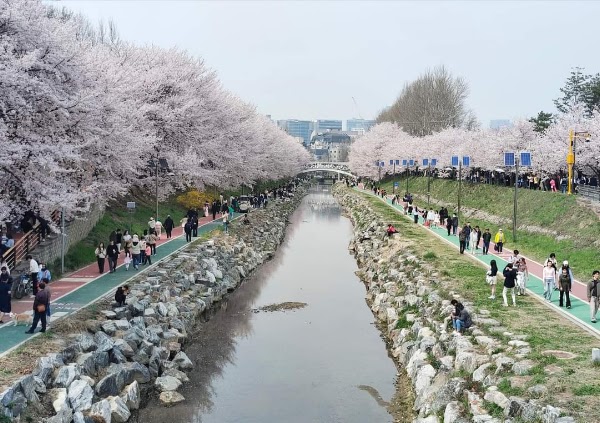 Yangjaecheon Stream 1