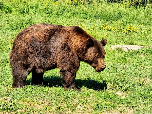 Bear Farm 1