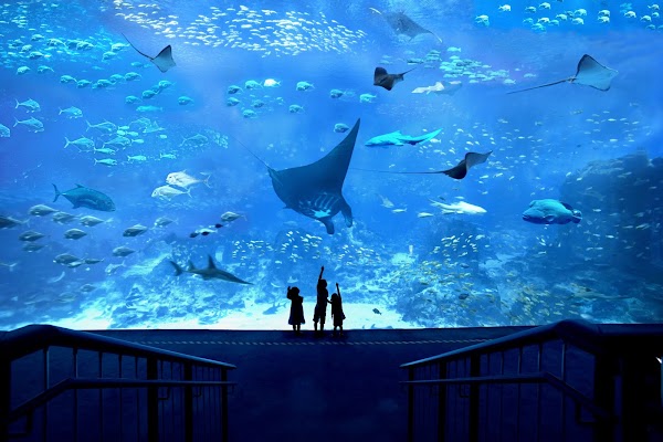 S.E.A. Aquarium 1