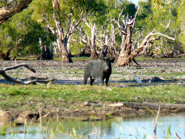 Kakadu 5