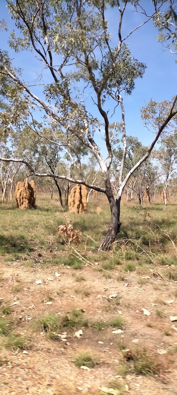 Kakadu 2