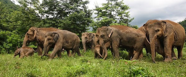 Elephant Nature Park 1