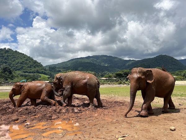 Elephant Nature Park 5