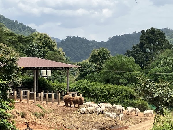 Elephant Nature Park 4