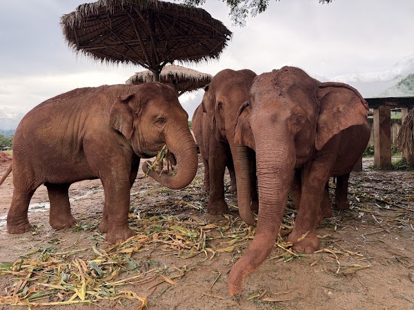 Elephant Nature Park 2