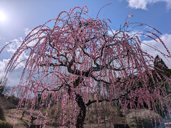 Tsukigase Plum Grove