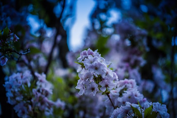 Cherry Blossom Bonn 1