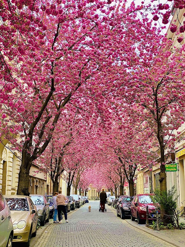 Cherry Blossom Bonn 5