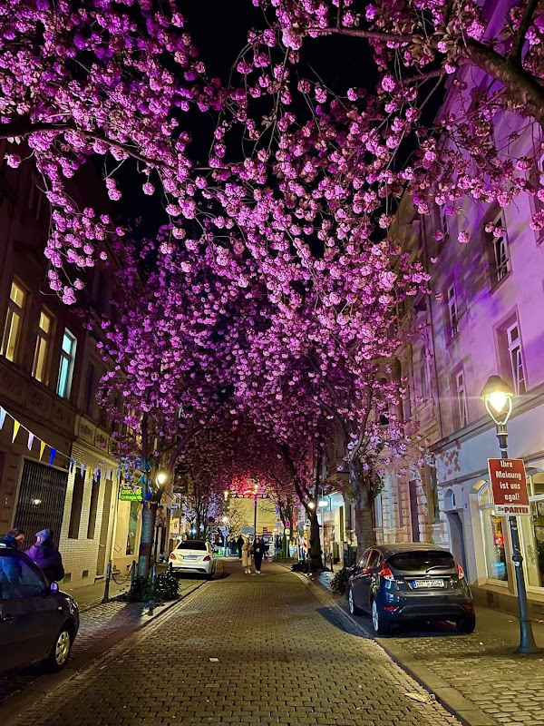 Cherry Blossom Bonn 4