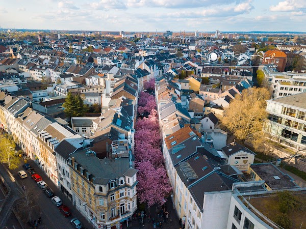 Cherry Blossom Bonn 2