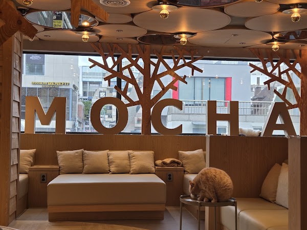 CAT CAFE MOCHA Gangnam store 5