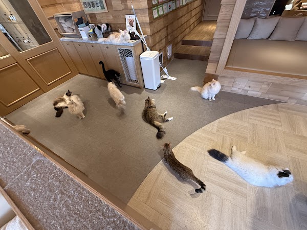 CAT CAFE MOCHA Gangnam store 4