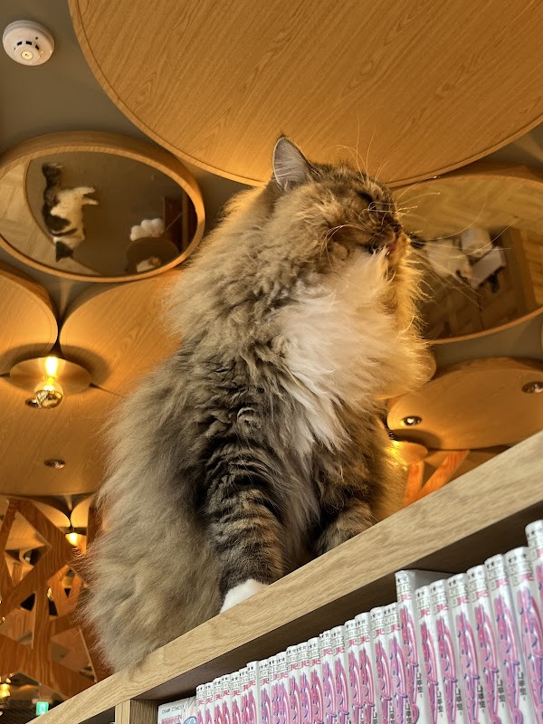 CAT CAFE MOCHA Gangnam store 3