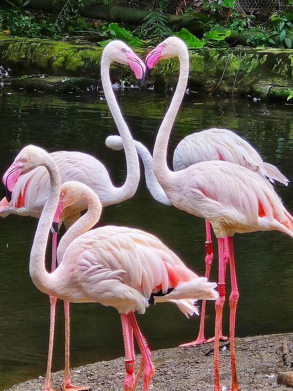 Taipei Zoo 4