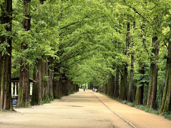 Metasequoia-lined Road