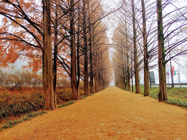 Metasequoia-lined Road 5