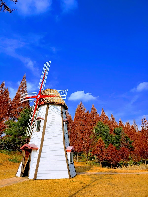 Metasequoia-lined Road 4