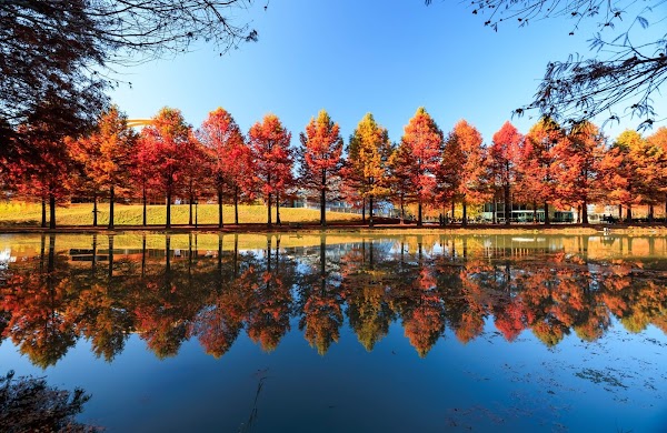 Metasequoia-lined Road 3