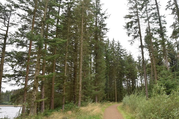 Kielder Forest 5