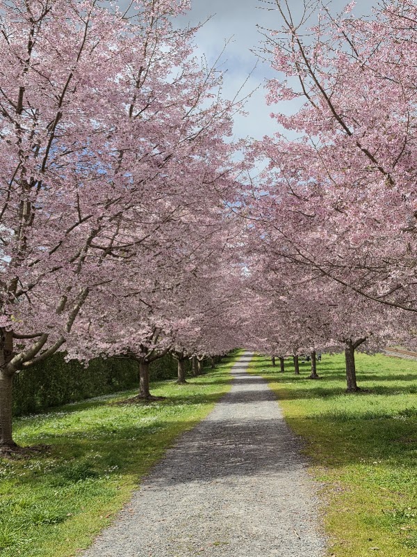 Te puna Cherry blossom walkway 1
