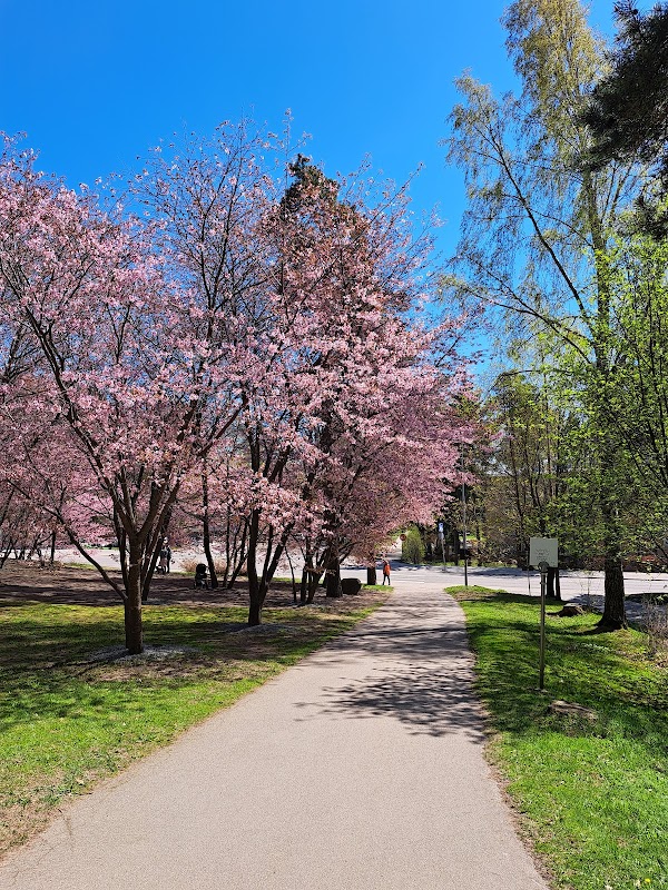 Roihuvuori Cherry Tree Park
