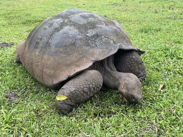 El Chato Ranch - Giant Tortoise Reserve