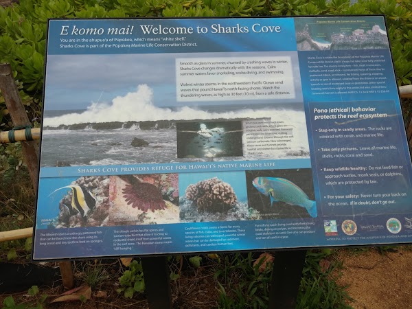 Shark’s Cove 2