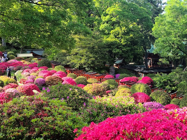 Nezu Shrine Azalea Garden