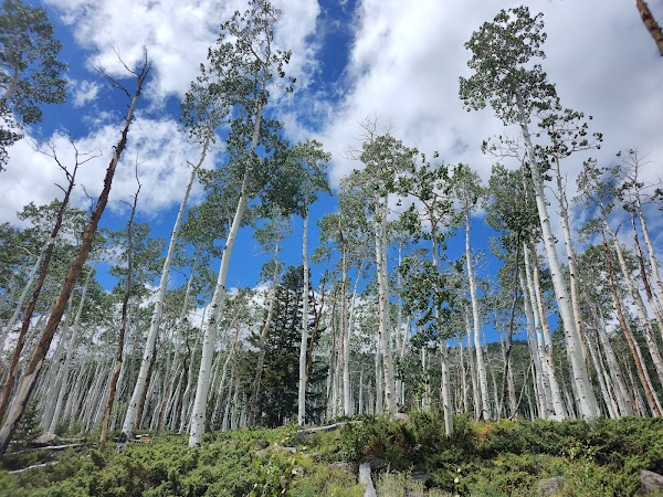 Pando Aspen Tree 1