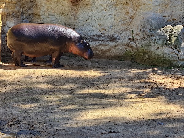 Zoo de Lagos 5