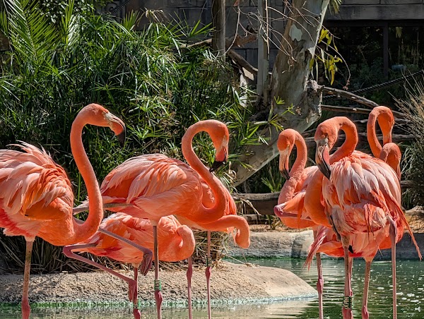 Zoo de Lagos 3