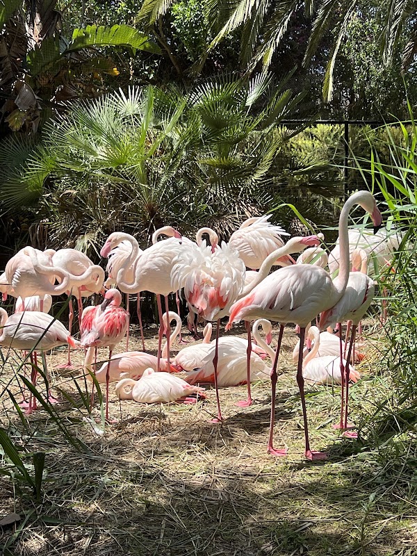 Zoo de Lagos 2