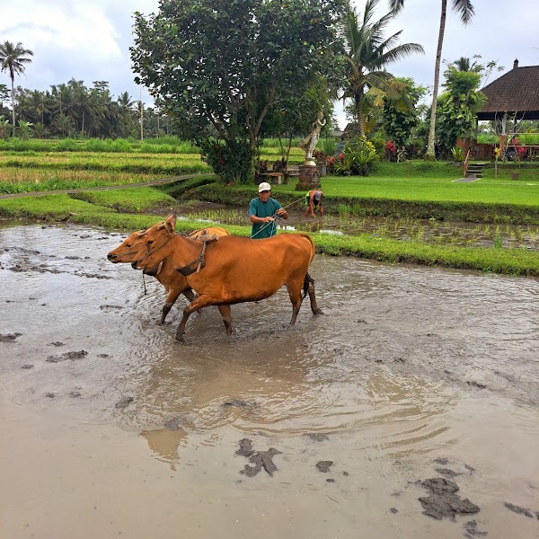 Bali Rural Commune 3
