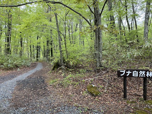 Beech Forest Trail