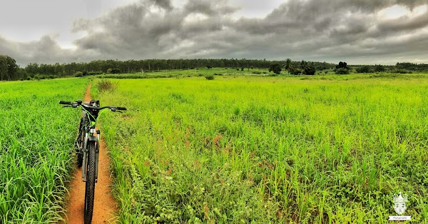 Avalahalli Forest