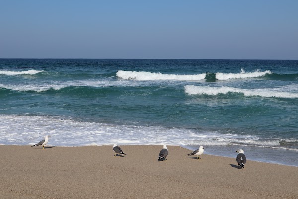 사천진해수욕장 5