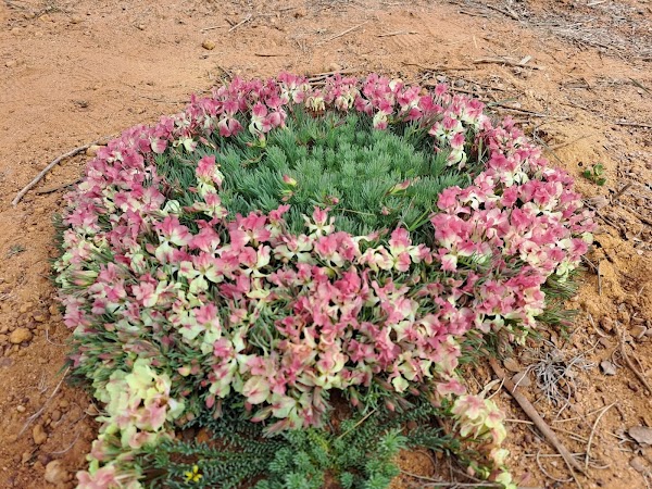Mullewa Wildflower Way - Northern and Southern Circuits