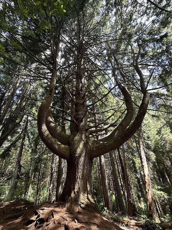 Parque Florestal das Queimadas 5