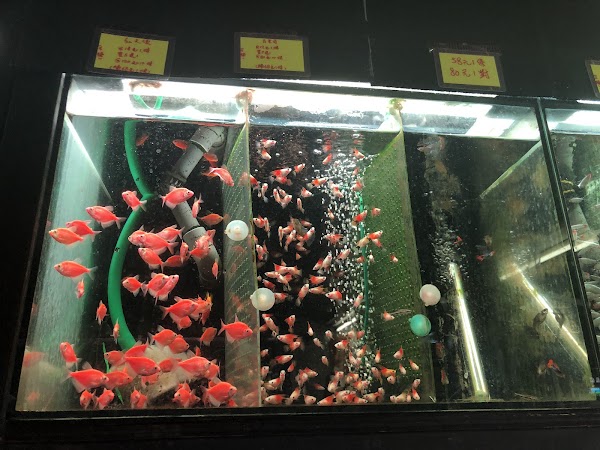 Goldfish Street