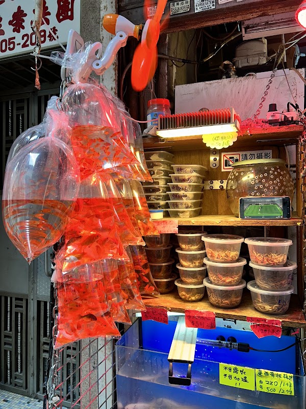 Goldfish Street 4