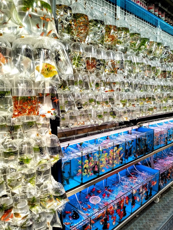 Goldfish Street 2