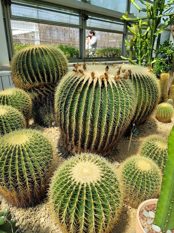 Insect Garden 5