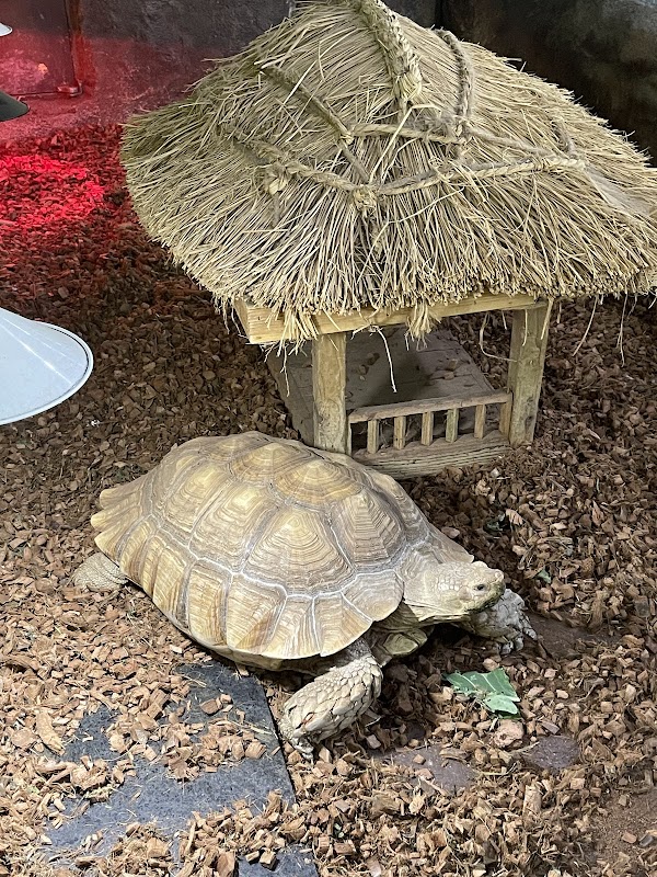 Insect Garden 4