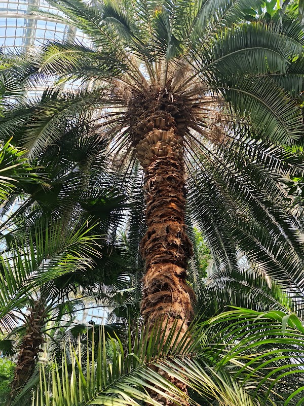 Palm House 3