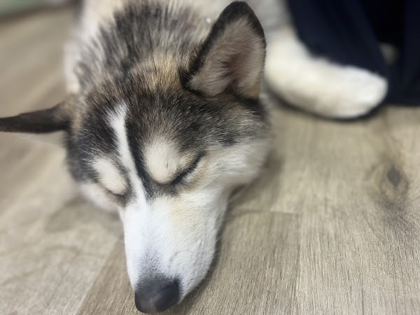 HUSKY CAFE TOKYO 4