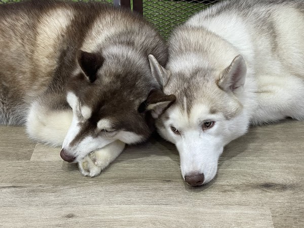 HUSKY CAFE TOKYO 3